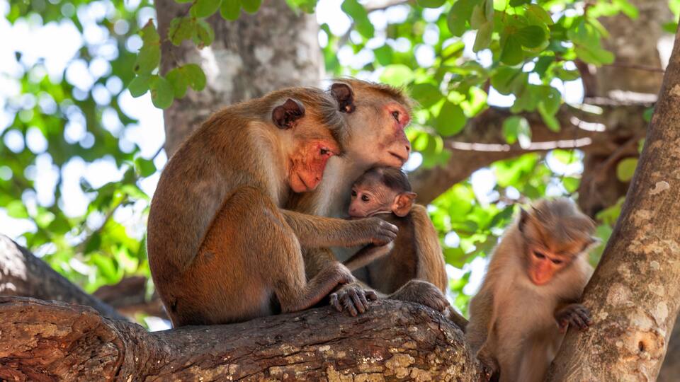 A group of monkeys on a tree branch in a forested area.