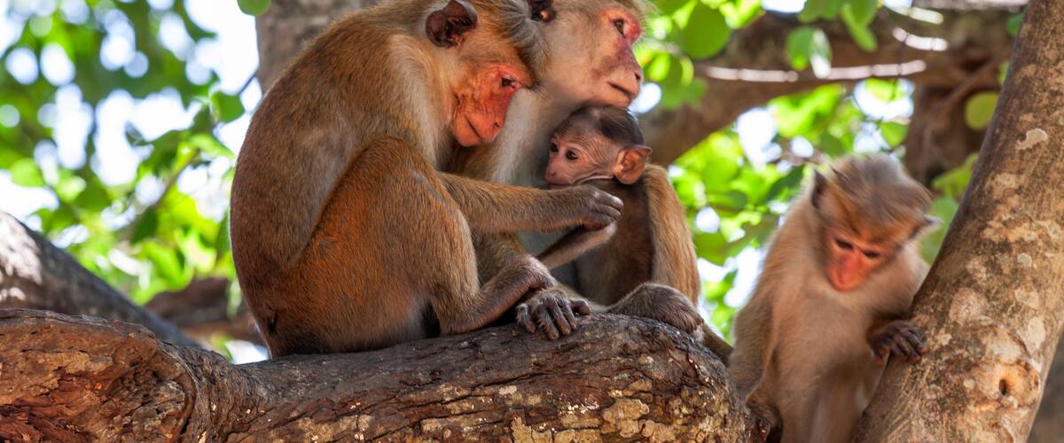 A group of monkeys on a tree branch in a forested area.