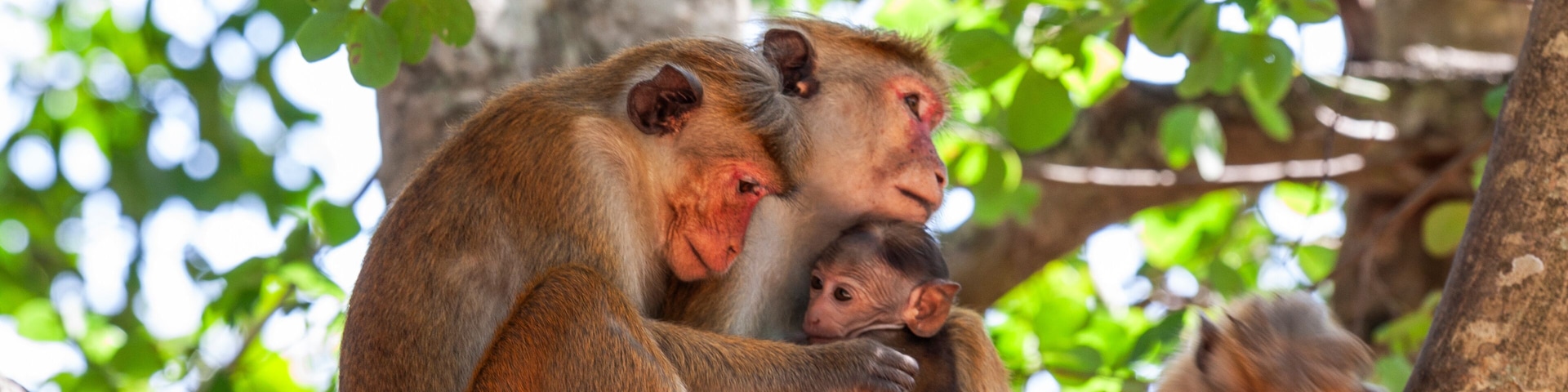 A group of monkeys on a tree branch in a forested area.