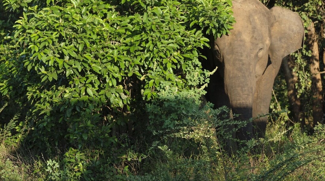Overall a good place for a small safari type trip. Lots of elephants roam free and from what we were told it is a lot less crowded and touristy than Yala.
The ticketing and entrance system is massively chaotic however with drivers leaving jeeps unattended and there’s a sense of no one knowing what is happening.
Inside the park we were alone for fair bit of the time, except in certain ‘hotspots’ where a group of vehicles gathered to see elephants, crocodiles or water buffalo. Lots of animals to see.