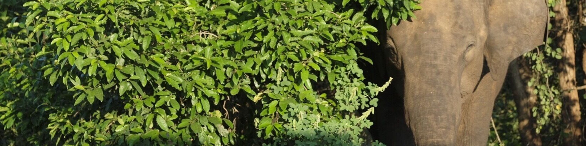 Overall a good place for a small safari type trip. Lots of elephants roam free and from what we were told it is a lot less crowded and touristy than Yala.
The ticketing and entrance system is massively chaotic however with drivers leaving jeeps unattended and there’s a sense of no one knowing what is happening.
Inside the park we were alone for fair bit of the time, except in certain ‘hotspots’ where a group of vehicles gathered to see elephants, crocodiles or water buffalo. Lots of animals to see.