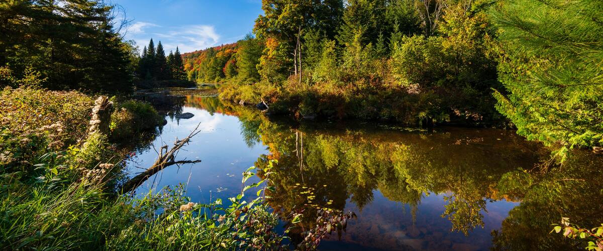 A calm river surrounded by dense forest with autumn foliage.
