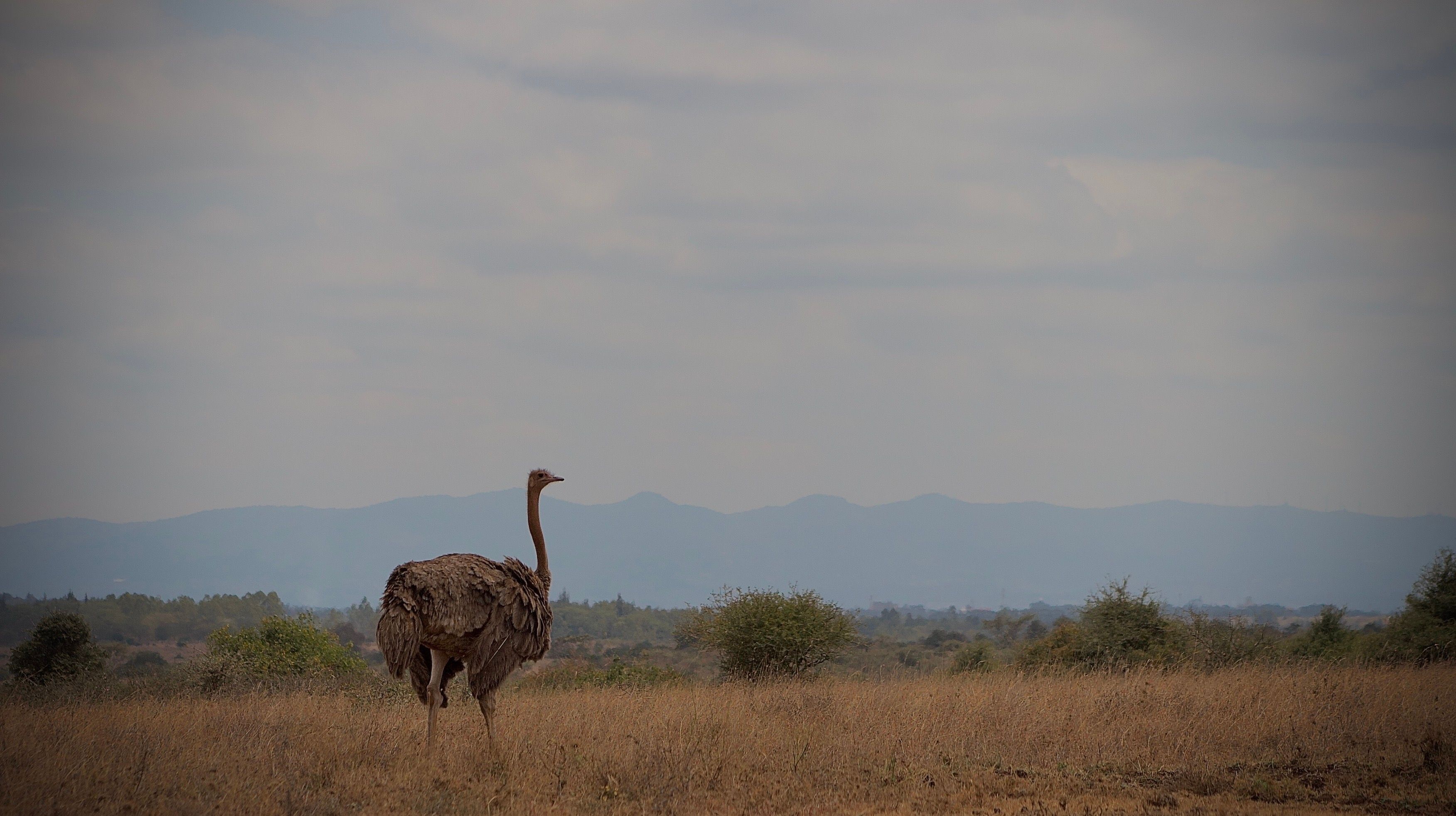 Portrait of an ostrich standing in front of the Ngong hills in Kenya