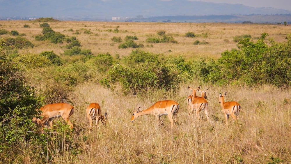 A group of antelopes grazing in a grassy field with mountains in the background.