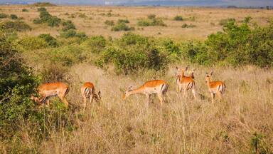 A herd of impala antelopes grazing in the wild at Nairobi National Park, Kenya