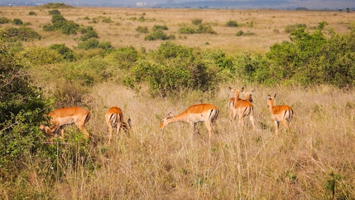 A herd of impala antelopes grazing in the wild at Nairobi National Park, Kenya