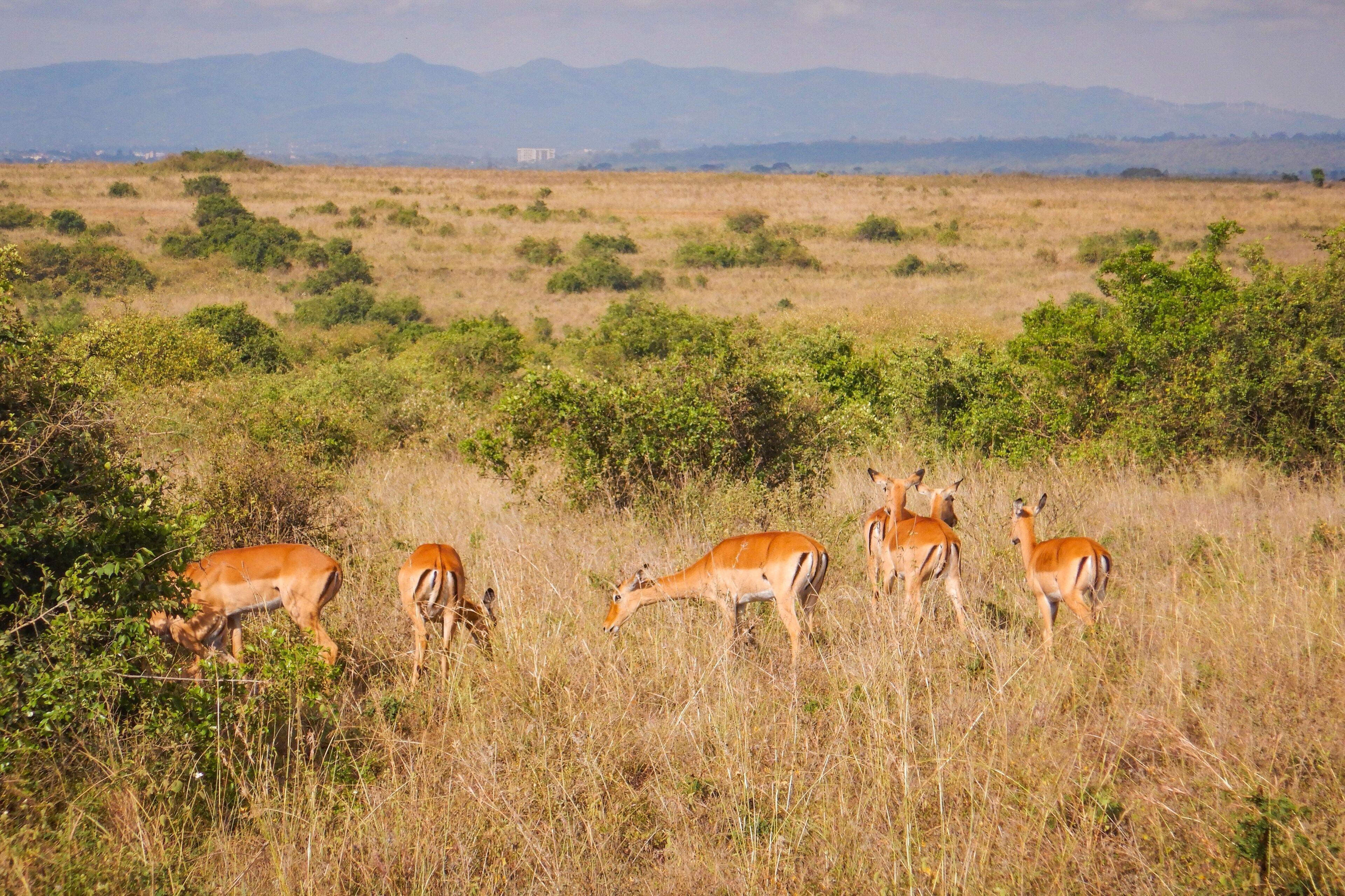 A group of antelopes grazing in a grassy field with mountains in the background.