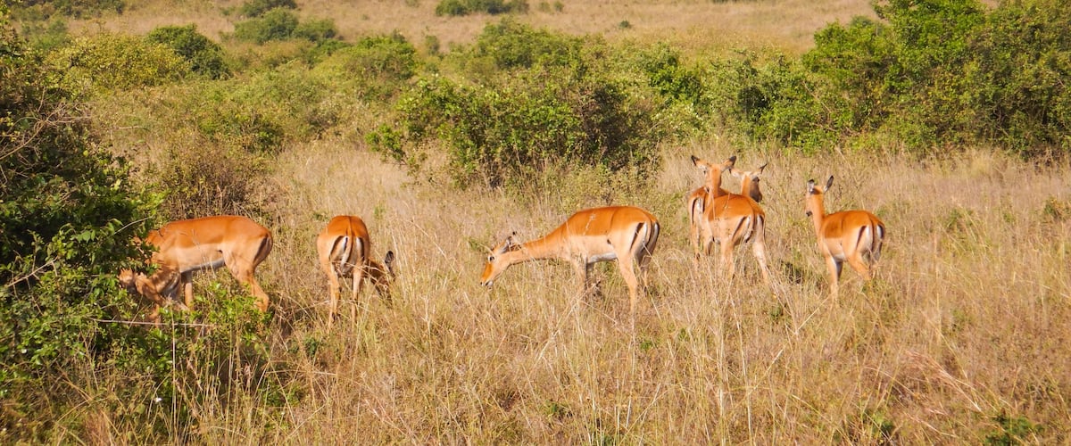 A group of antelopes grazing in a grassy field with mountains in the background.