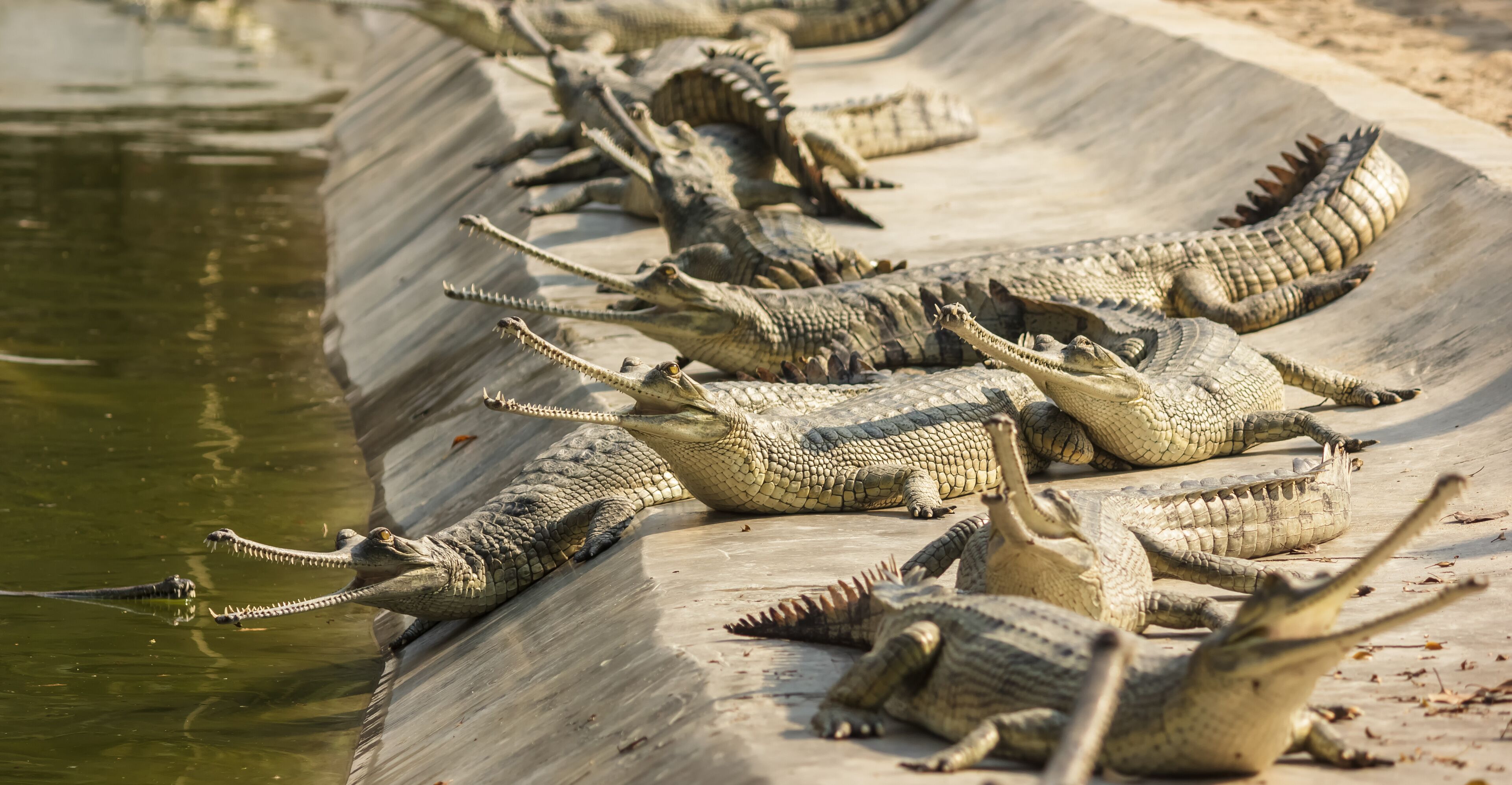 Chitwan National Park, Nepal - March 2015: A group of critically endangered gharials bask in the sun inside the Chitwan National Park in Nepal.