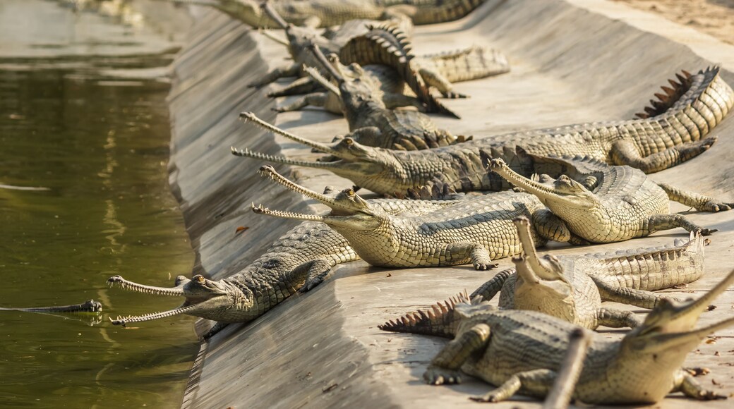 Chitwan National Park, Nepal - March 2015: A group of critically endangered gharials bask in the sun inside the Chitwan National Park in Nepal.