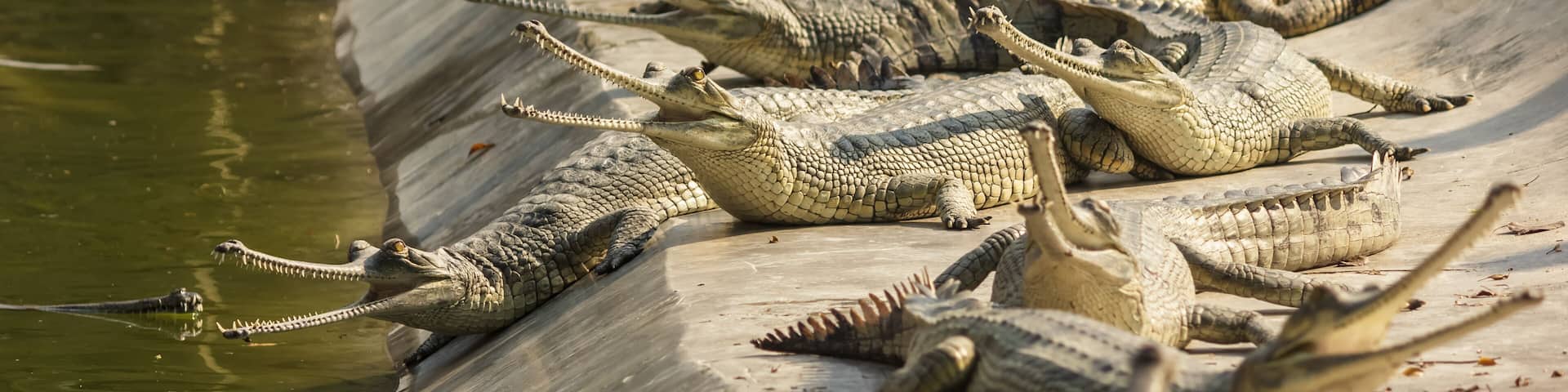 Chitwan National Park, Nepal - March 2015: A group of critically endangered gharials bask in the sun inside the Chitwan National Park in Nepal.