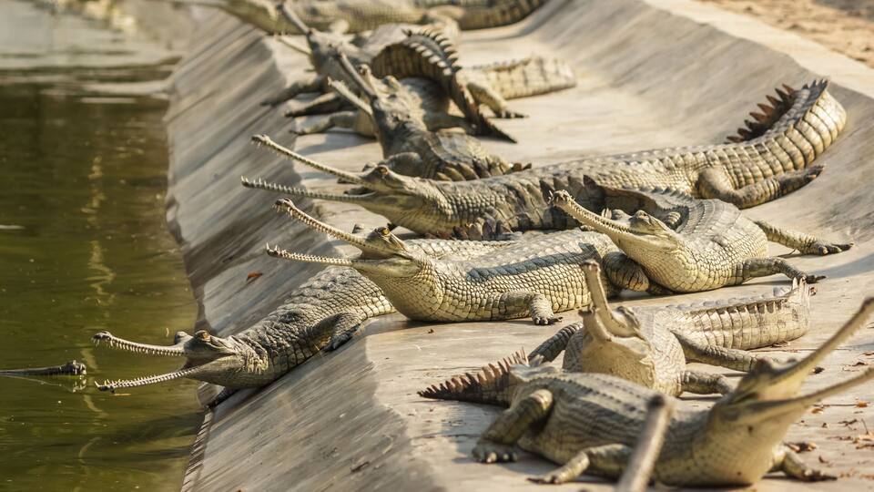 Chitwan National Park, Nepal - March 2015: A group of critically endangered gharials bask in the sun inside the Chitwan National Park in Nepal.