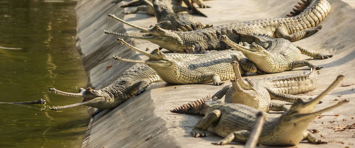 A group of crocodiles resting on a concrete ledge by a body of water.