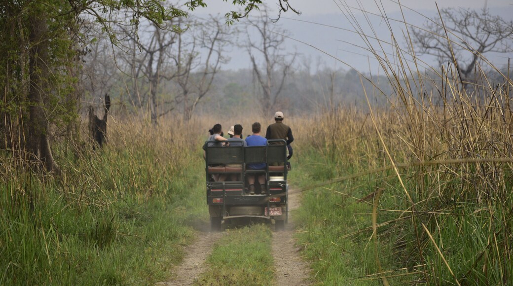 Jeep in Chitwan National park, Nepal