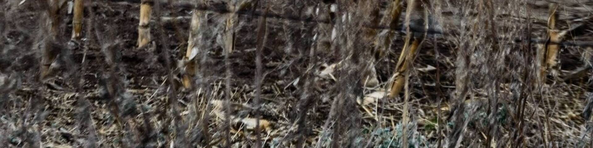 A great little town to visit. The horses are beautiful!