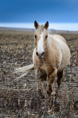 A great little town to visit. The horses are beautiful!