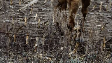 A great little town to visit. The horses are beautiful!