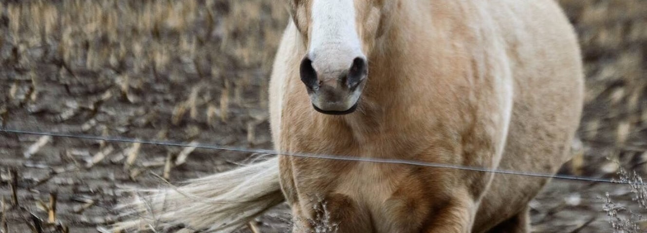 A great little town to visit. The horses are beautiful!