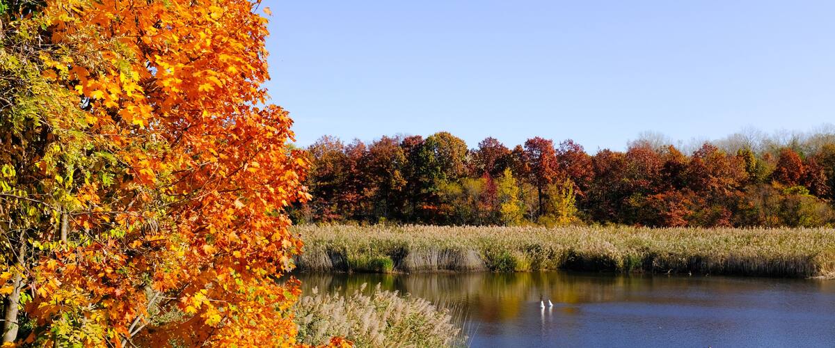 Family of Swans In Pond At Ridgewood Queens Reservoir In Fall