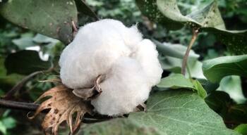Cotton flower