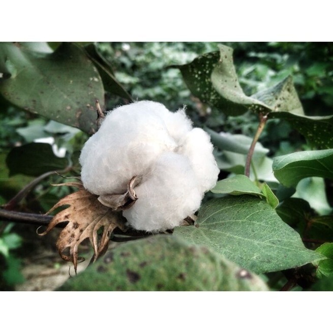 Cotton flower