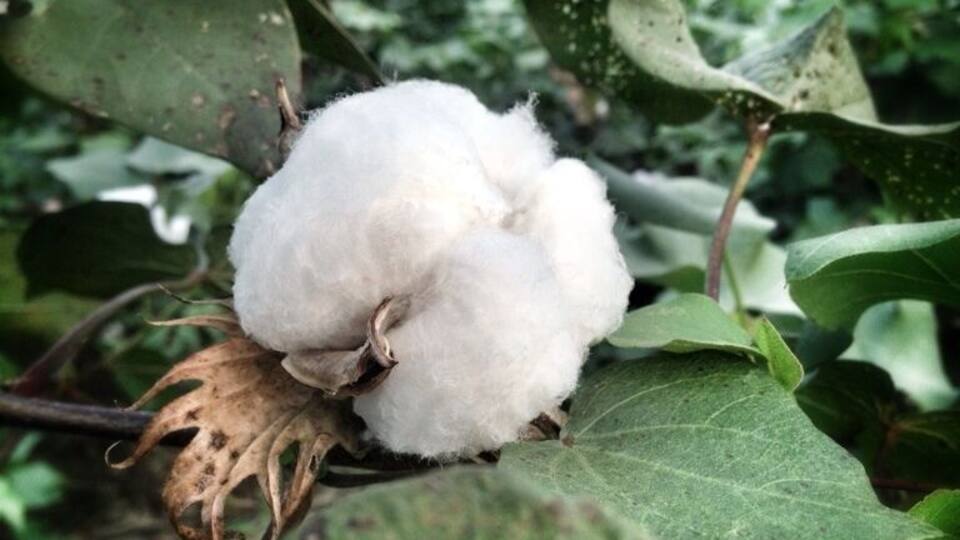 Cotton flower