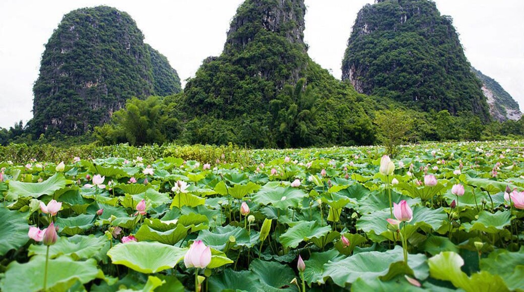 The hometown's lotus are in full blossom,here is beautiful Hezhou city of Guangxi,China.
https://twitter.com/Beautifulgx
