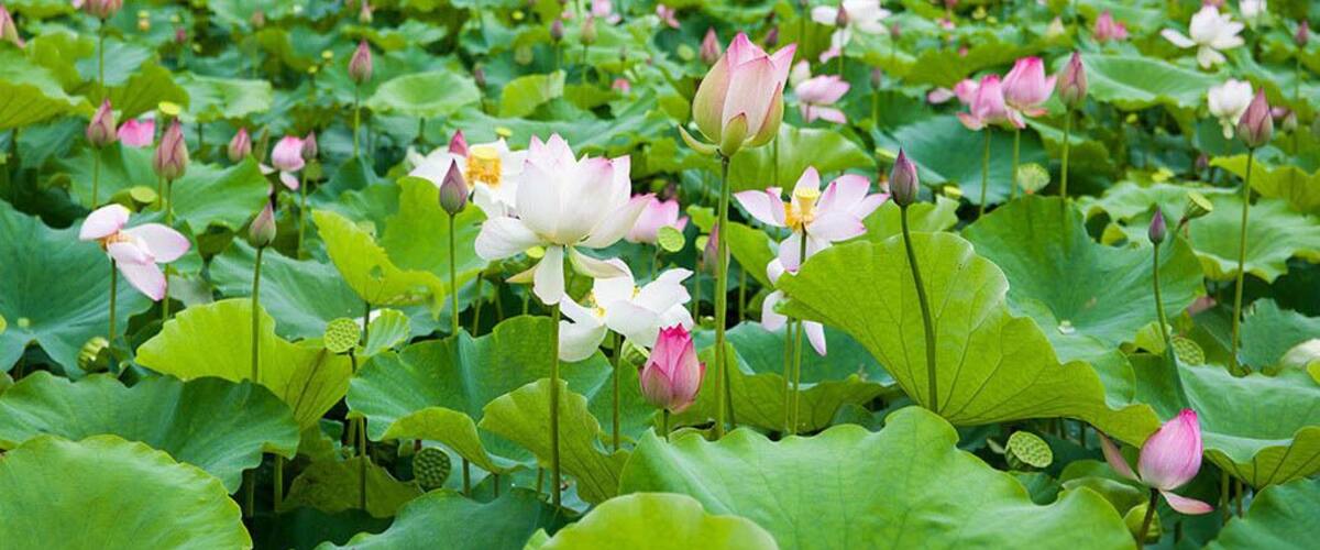 The hometown's lotus are in full blossom,here is beautiful Hezhou city of Guangxi,China.
https://twitter.com/Beautifulgx