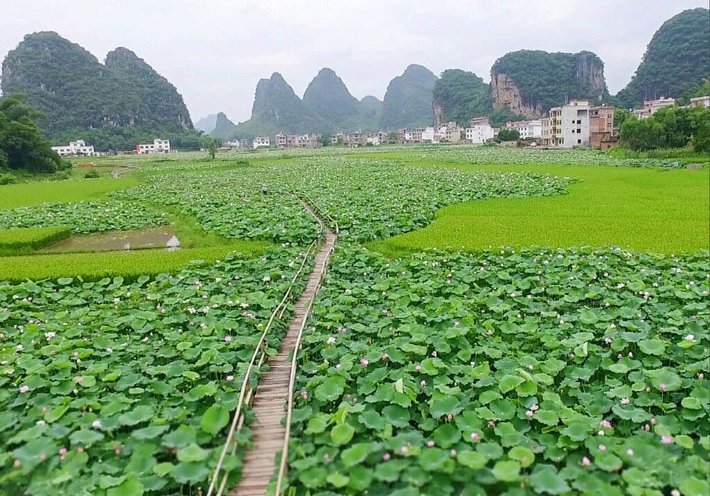The hometown's lotus are in full blossom,here is beautiful Hezhou city of Guangxi,China.

https://twitter.com/Beautifulgx