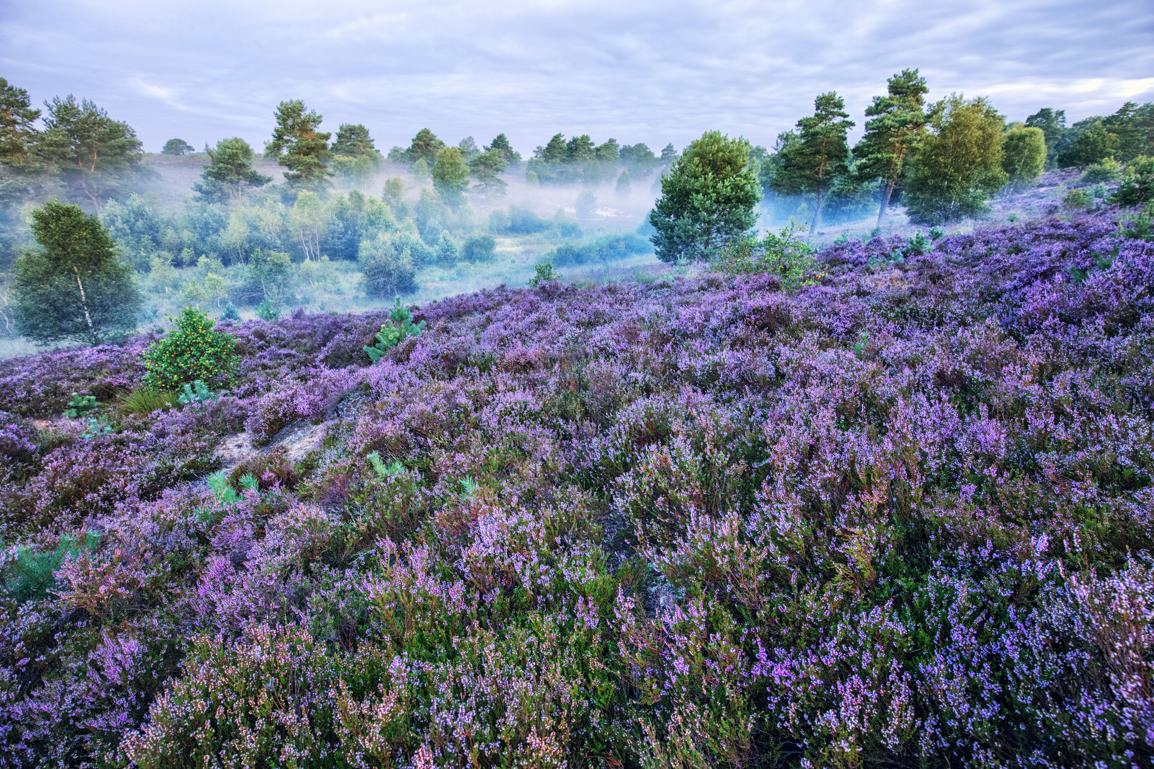 Lüneburg Heath, Morning Haze,, Germany