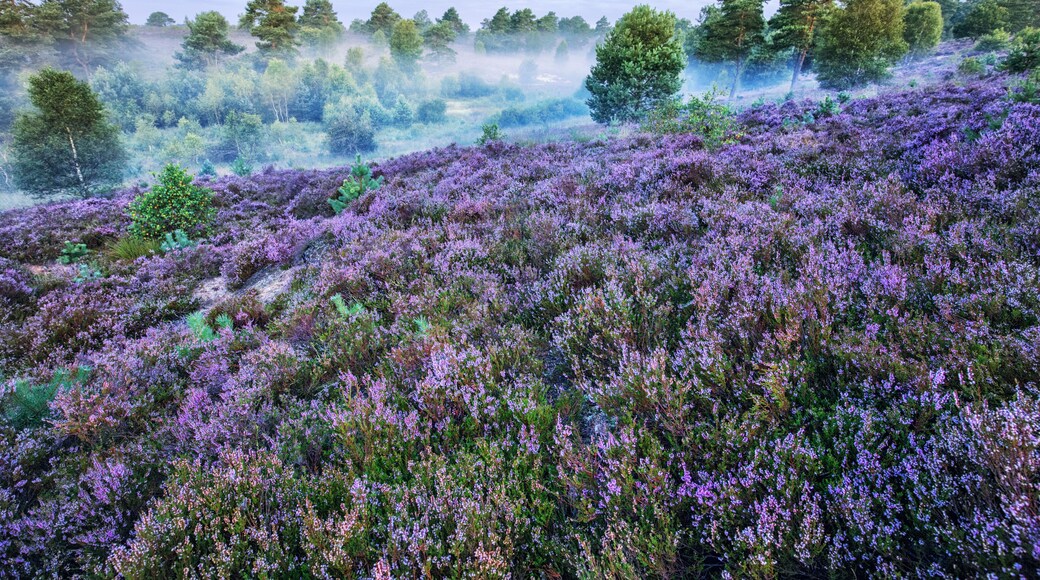 Lüneburg Heath, Morning Haze,, Germany