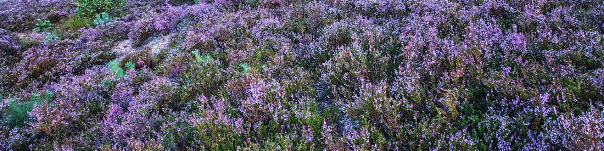 A landscape with purple heather fields, trees, and a misty atmosphere.