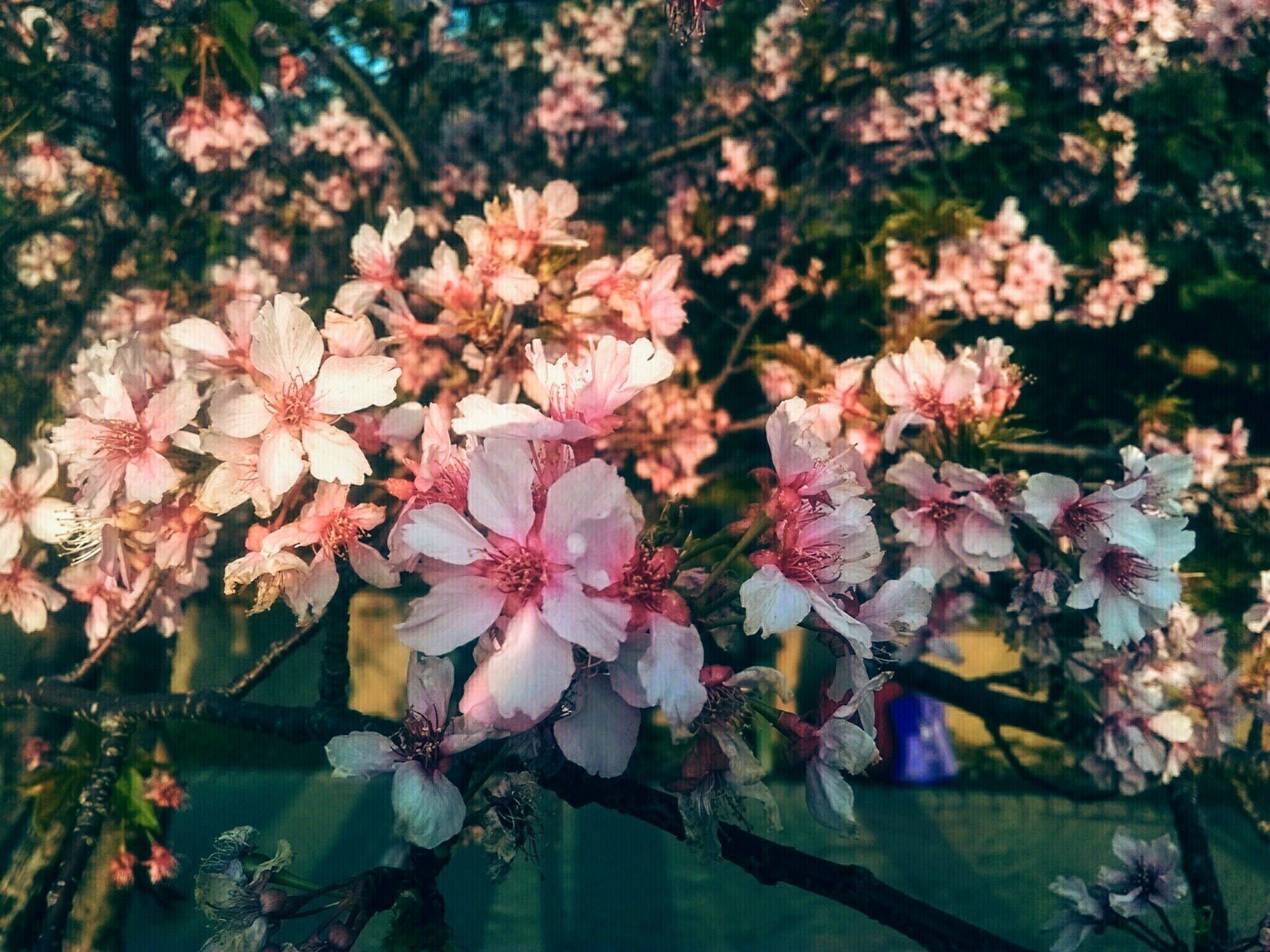 開在新竹公園的櫻花