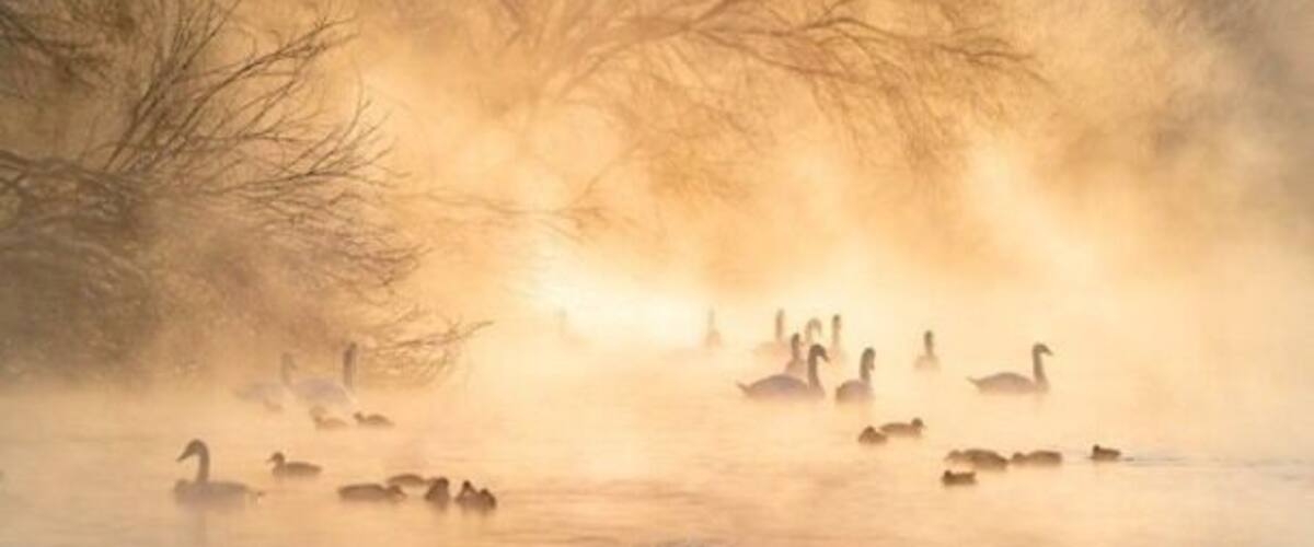 冬季最美的天鹅湖 The most beautiful Swan Lake in winter
早晨天鹅湖的天空上,出现了金黄色的晨光,把整个的天鹅湖映照成了美丽的金黄色。这景象真是太美了,太难得了!