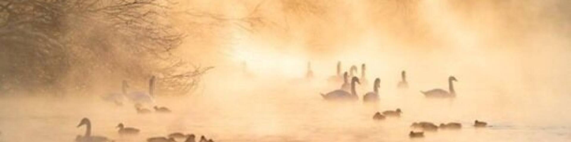 冬季最美的天鹅湖 The most beautiful Swan Lake in winter
早晨天鹅湖的天空上,出现了金黄色的晨光,把整个的天鹅湖映照成了美丽的金黄色。这景象真是太美了,太难得了!