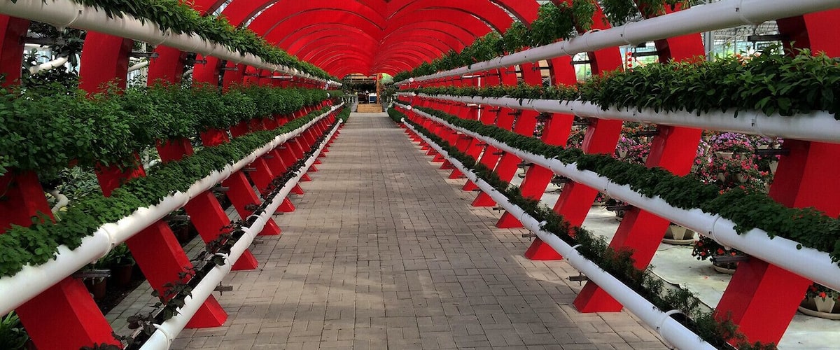 A greenhouse with red arches and rows of potted plants.