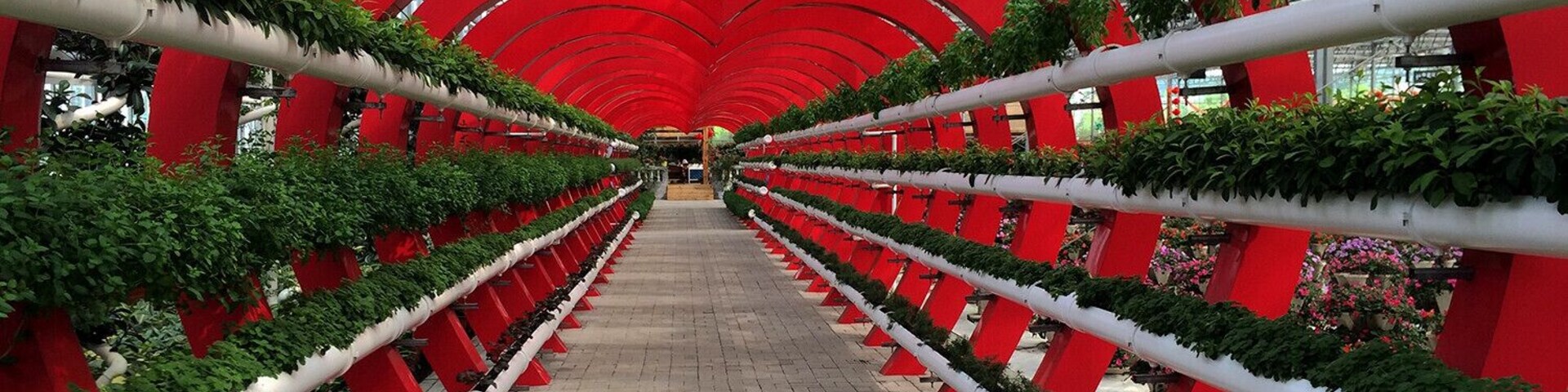 A greenhouse with red arches and rows of potted plants.