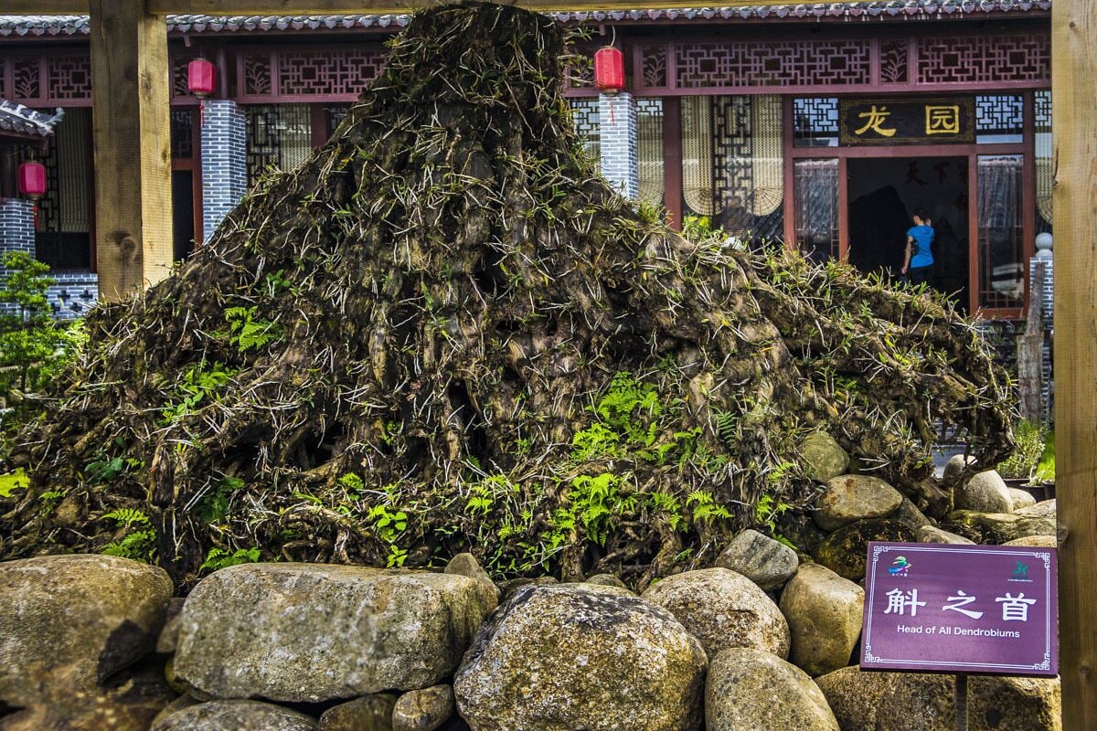 A large tree with a sign reading "Head of All Dendrobiums" in front of a traditional building with a tiled roof.