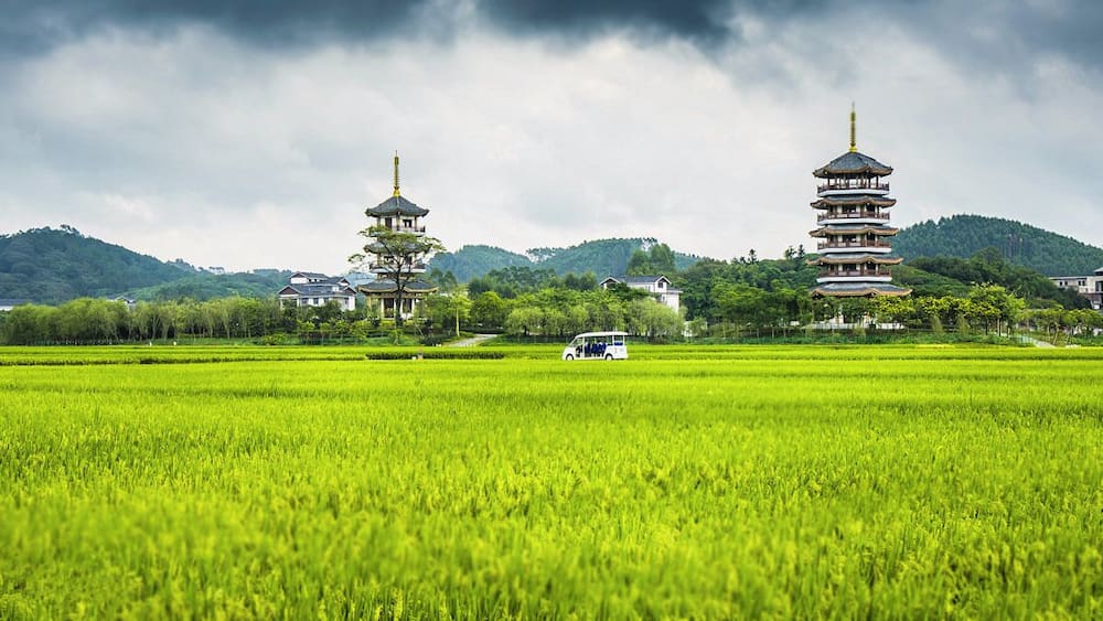 In the field of hope.#Longping High-tech Hybrid Rice Demonstration Base in #Yulin of China.
https://twitter.com/Beautifulgx