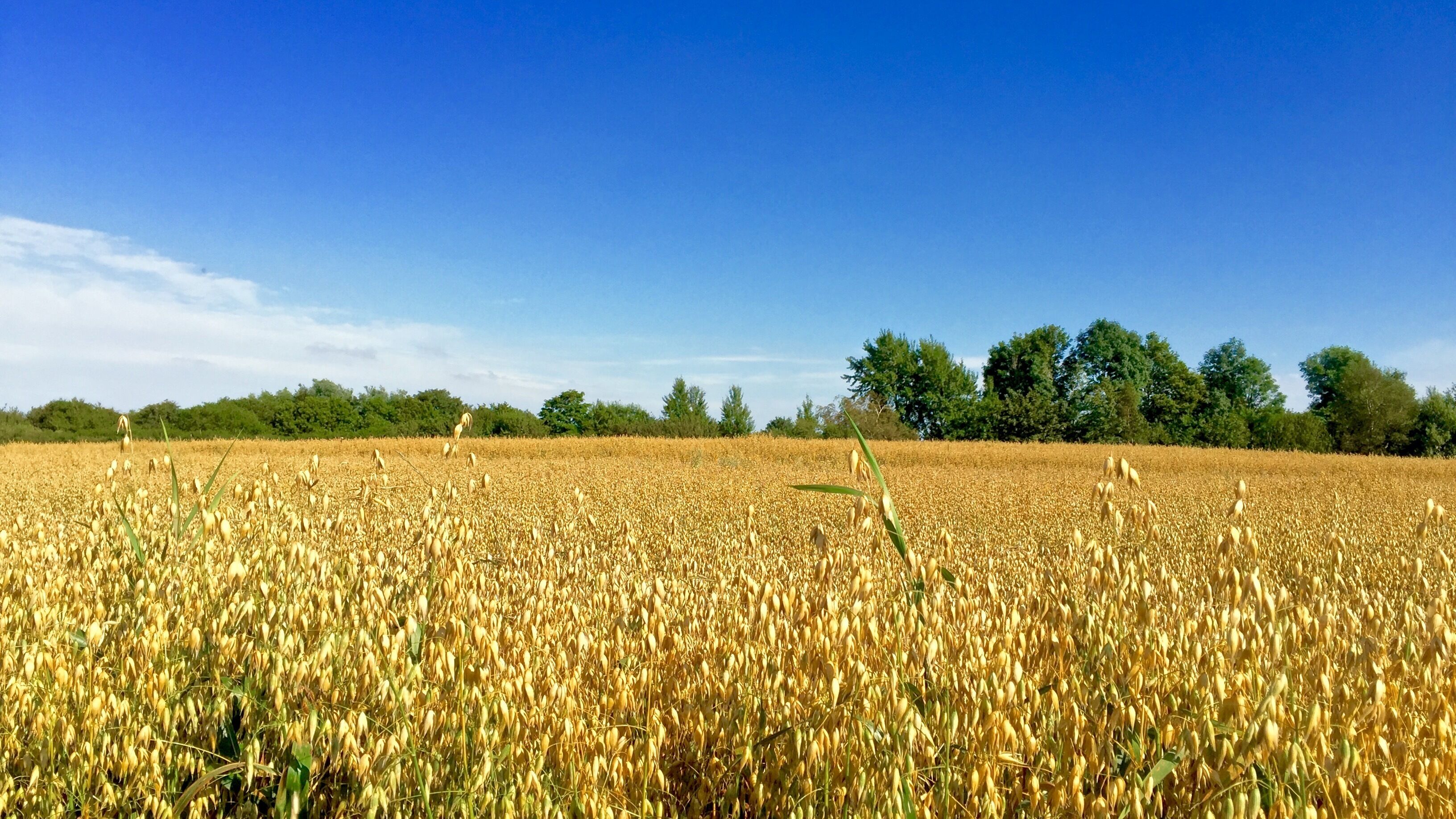 Haferfeld an der Ringstraße in Flensburg - Tastrup An der Nybro