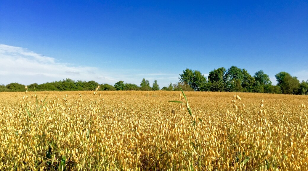 Haferfeld an der Ringstraße in Flensburg - Tastrup An der Nybro