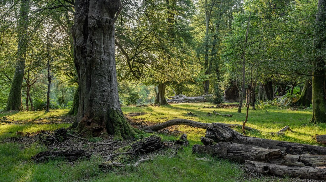 Summer sunrise over woodland in the New Forest , near Lyndhurst in Hampshire, England