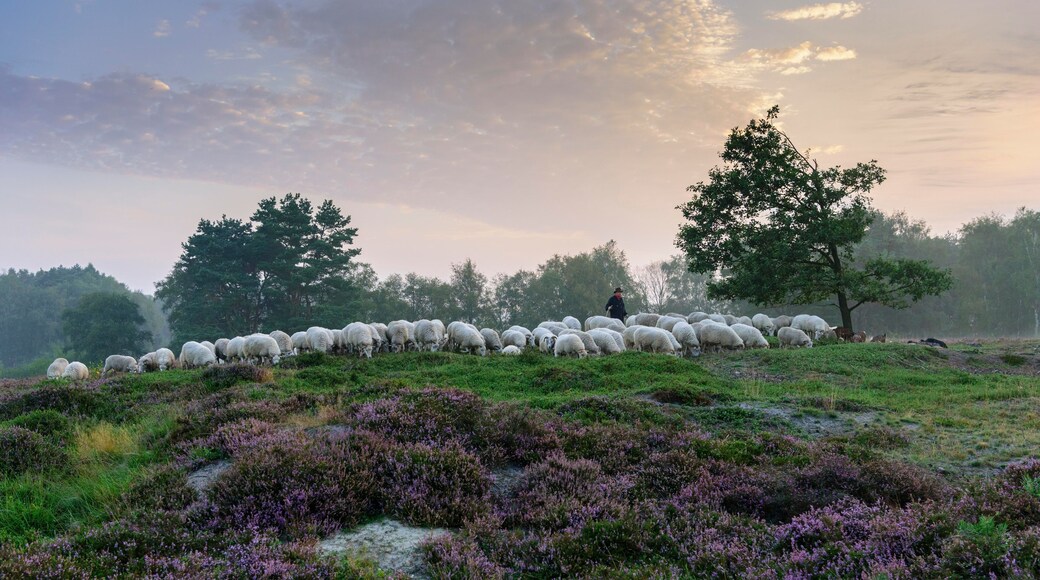 Shepherd with a flock of sheep in the heath at the Thuelsfeld dam at sunrise in the fog, pine, tree, district of Cloppenburg, Lower Saxony, Germany, Europe