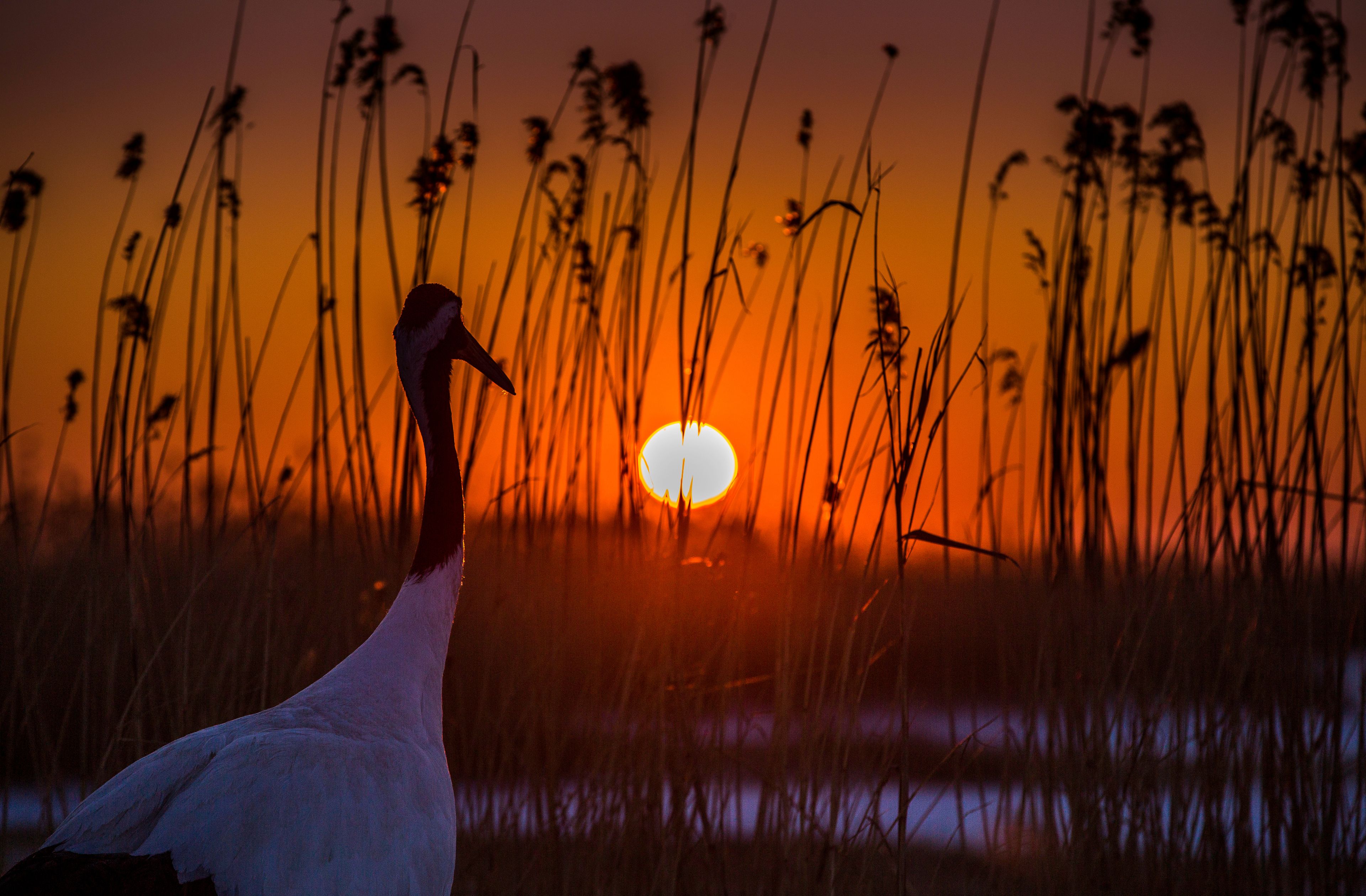 Red-Crowned Cranes in Heilongjiang, China