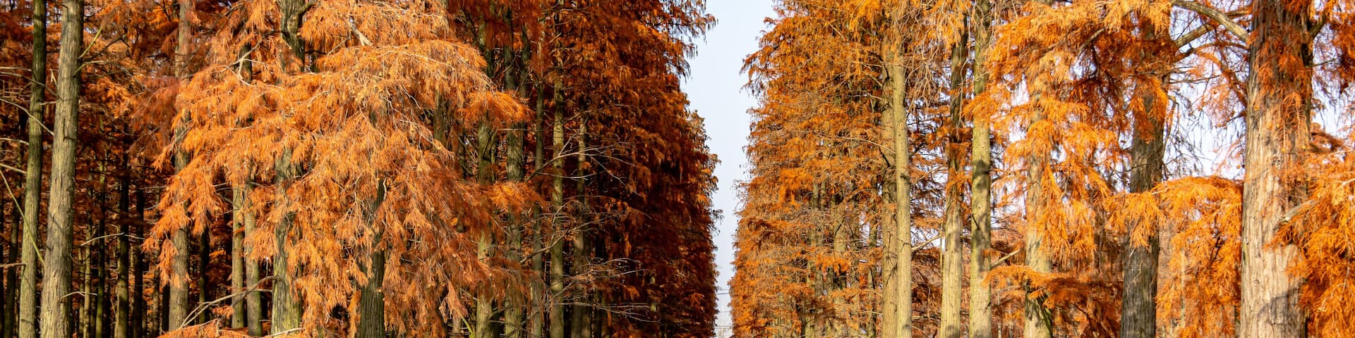 Autumn Water Metasequoia Forest, Wuhan China