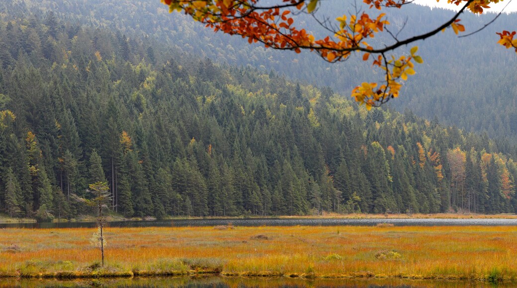 Arrondissement de Regen