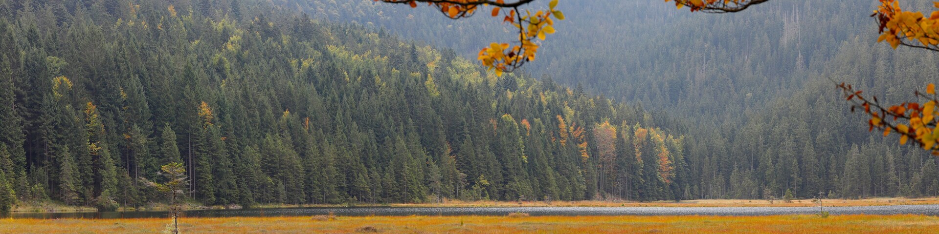 Großer Arbersee im Herbst, Bayersicher Wald, Bayerisch Eisenstein, Landkreis Regen, Bayern, Deutschland, Europa, Panorama