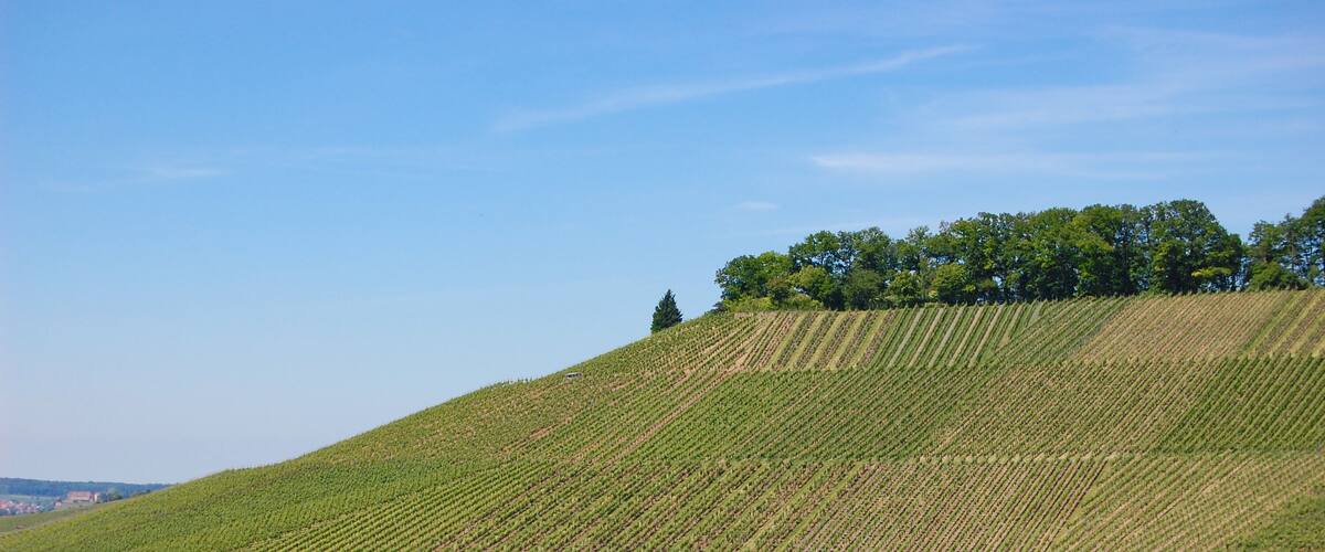 Idyllic vineyards surround the area in the town of Oberstenfeld, located in the district of Ludwigsburg in Baden-Wurttemberg in Germany. This vineyard is in the Wurttemberg Wine Route