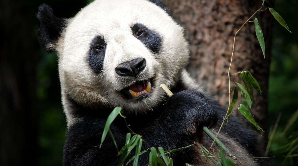 Who would love to be a Zookeeper for Pandas in China? I would do this again in a heartbeat!