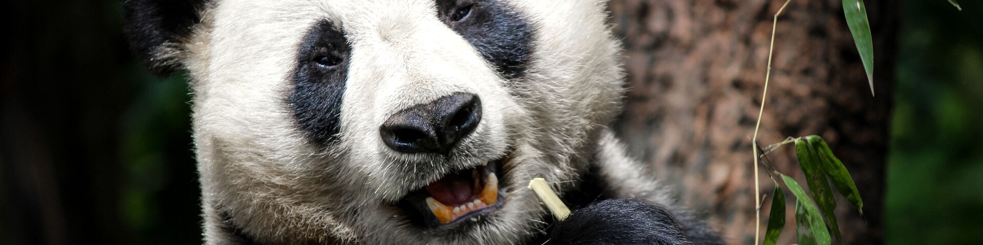 Who would love to be a Zookeeper for Pandas in China? I would do this again in a heartbeat!